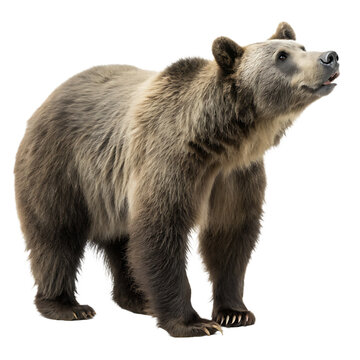 Arctodus the giant short faced bear from Pleistocene isolated on a transparent background png