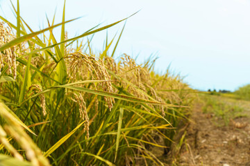 Fototapeta premium 粒揃いで色づき始め収穫間近になった稲穂