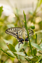 羽化したばかりで旅立つ準備のアゲハチョウ