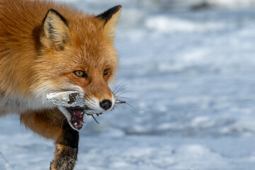 Obraz premium 獲物をくわえたキタキツネ / Red fox with prey