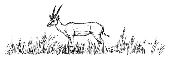 gazelle standing alert in savannah black and white vector illustration © Kaz