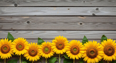 Obraz premium Vibrant sunflowers bloom across weathered wooden planks a beautiful summer floral border