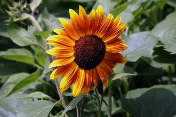 Sonnenblume, Blüte, Sommer, Sonnenblumen, Blumen