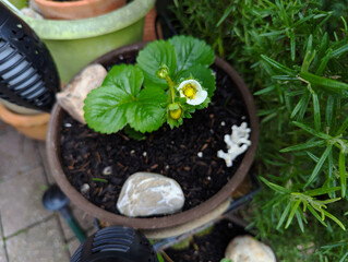 Erdbeere, Monatserdbeere, Walderdbeere, Erdbeerpflanze.