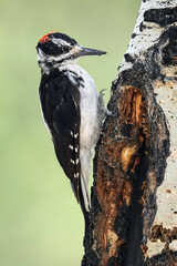 Hairy Woodpecker posing on an aspen tree