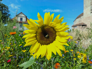 Fototapete bei efototapeten.de bestellen   