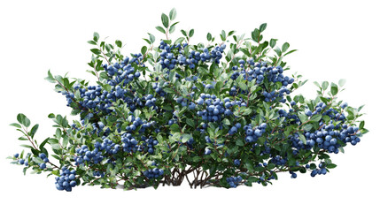 Photorealistic wild blueberry bush full of fresh, ripe fruit on an isolated background. highbush plant with green leaf represents natural, organic, healthy food