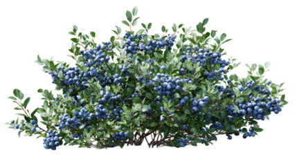 Photorealistic wild blueberry bush full of fresh, ripe fruit on an isolated background. highbush plant with green leaf represents natural, organic, healthy food