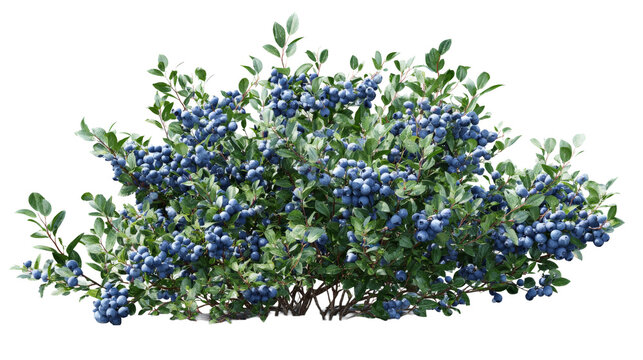 Photorealistic wild blueberry bush full of fresh, ripe fruit on an isolated background. highbush plant with green leaf represents natural, organic, healthy food - Powered by Adobe