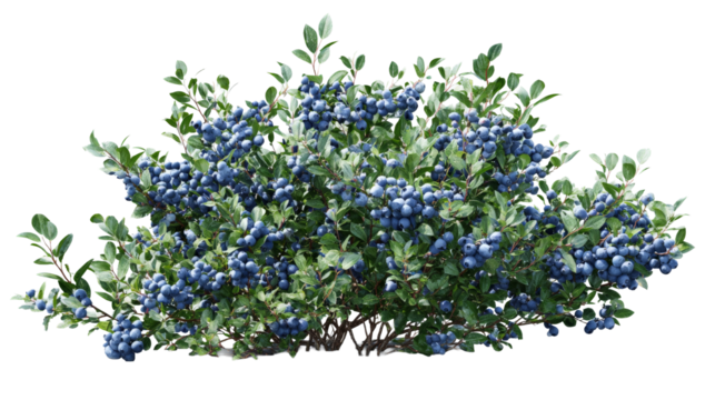 Photorealistic wild blueberry bush full of fresh, ripe fruit on an isolated background. highbush plant with green leaf represents natural, organic, healthy food