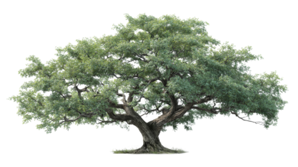 Majestic old hackberry tree with long, thick trunk and spreading branches. large, green leafy plant standing isolated, serene symbol of nature, life, and growth