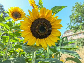 Fototapete bei efototapeten.de bestellen   