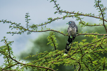 Blue faced Malkoha in grass land of Bhigwan