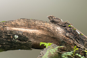 Jungle Nightjar in grassland of Bhigwan