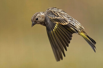 Pine Siskin fluttering in the hot sun