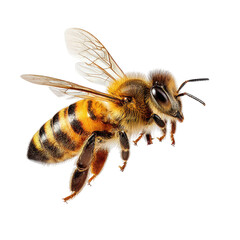 A bee is flying gracefully in the air, isolated on transparent background