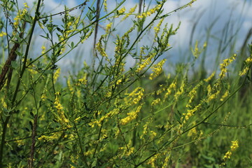 Wild plants Melilotus, known as melilot, sweet clover, and kumoniga, sweet-clover disease (lat. Melilotus officinalis). Honey plant of Europe. Beautiful yellow floral background
