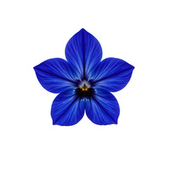 Vibrant Blue Flower with Intricate Petals and Unique Shape