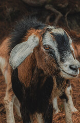 Fototapeta premium Ganado, cabras de monte, paisajes del paramo Colombiano ubicado en Aquitania, Boyacá, cercano al lago de Tota.