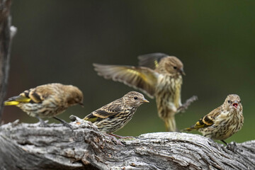 Pine siskins landing on a tree branch