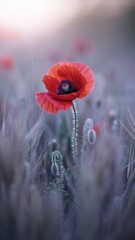 A single vibrant red poppy stands tall in a field of muted, softfocus flowers
