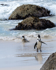 Naklejka premium African penguin, Spheniscus demersus, also known as Cape penguin or South African penguin at Boulders Beach, South Africa