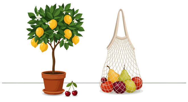 Potted lemon tree and fresh fruit in reusable net bag on white background