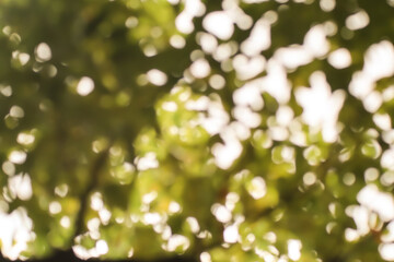 Blur of Cinnamomum camphora tree