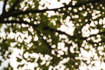 Blur of Cinnamomum camphora tree