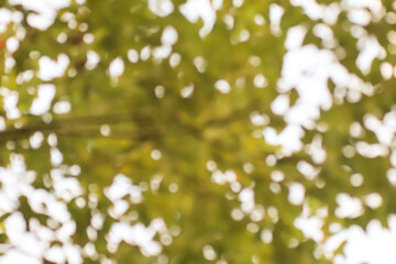 Blur of Cinnamomum camphora tree