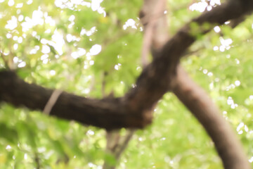 Blur of Cinnamomum camphora tree