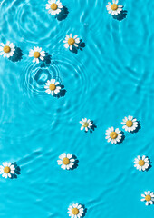 Chamomile flowers swim in blue water texture background on harsh sunlight