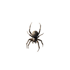 An arachnid on black, the spider is centered in the frame with legs raised and ready to pounce.