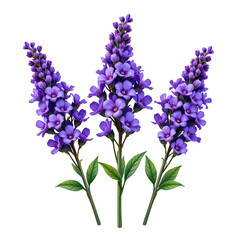 Obraz premium Vibrant Purple Floral Arrangement with Green Leaves on Transparent background