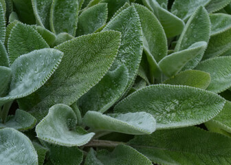 Close-up of lambs ear plant with soft, velvety green leaves covered in fresh dew drops, highlighting natural texture and detail in vibrant greenery. 