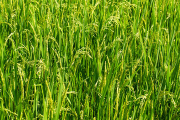Beautiful countryside rice field with plants growing under sunlight, wooden hut in background, highlighting rural farming, organic food production, and eco-tourism concept.