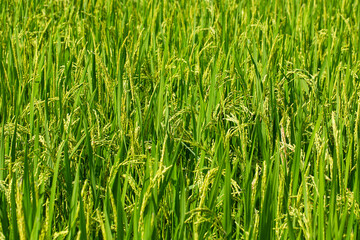 Beautiful countryside rice field with plants growing under sunlight, wooden hut in background, highlighting rural farming, organic food production, and eco-tourism concept.