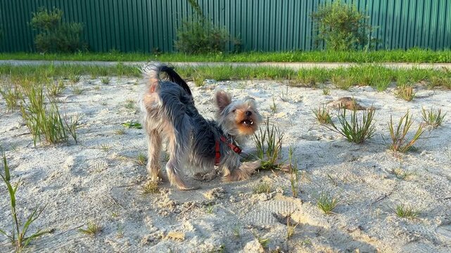 The Yorkshire Terrier plays in the sand.