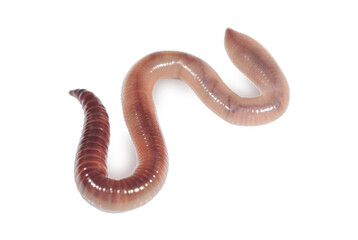 Living earthworm close up
