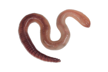Living rain worm or earthworm close up