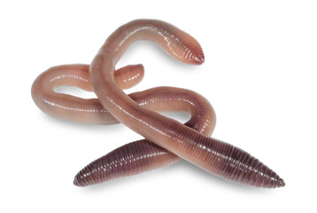 Pair living earthworms for fishing