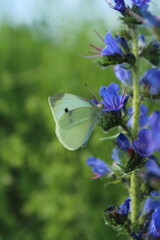 Large white butterfly (pieris brassicae) pollinating viper's bugloss (Echium) medicinal plant against a background of bright meadow herbs and flowers. beautiful purple and blue floral background 
