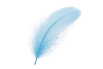 A single blue feather from a bird, with beautiful soft and detailed texture, delicate and lightweight on a calm background, isolated on a transparent background