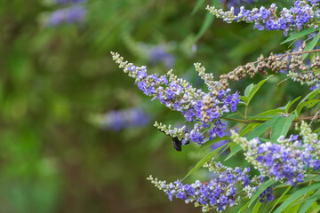 セイヨウニンジンボクの紫色の花と訪れる昆虫