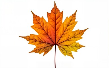 autumn maple leaf cluster isolated on white background, landscape photography, white background. High quality