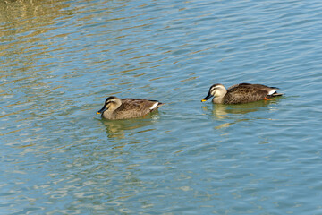 二羽のカルガモが川を泳ぐ姿