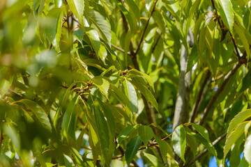 栗の若葉と枝のクローズアップ