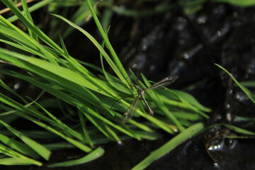 True cranefly (Tipula maxima) in a tall grass with green background 
