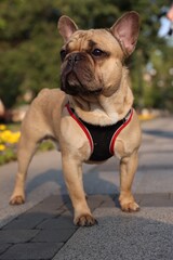 Fototapeta premium Adorable pet. Cute French bulldog with leash in park