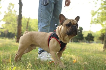 Fototapeta premium Man with his cute French bulldog in park, closeup